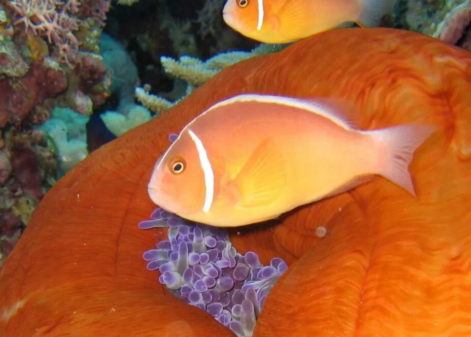 Sea Creatures You’ll Meet Here