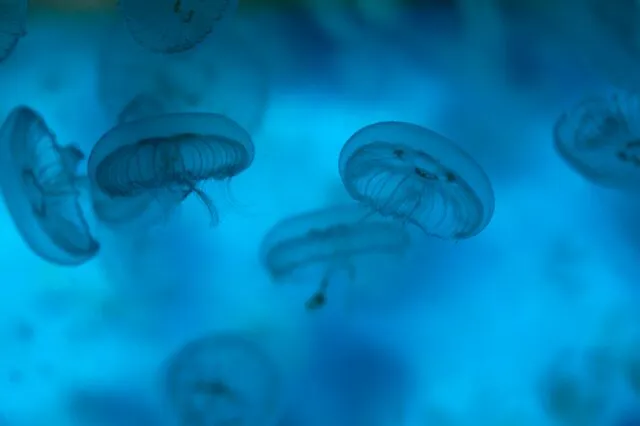 Small 8796 Moon Jellyfish Aurelia Aurita