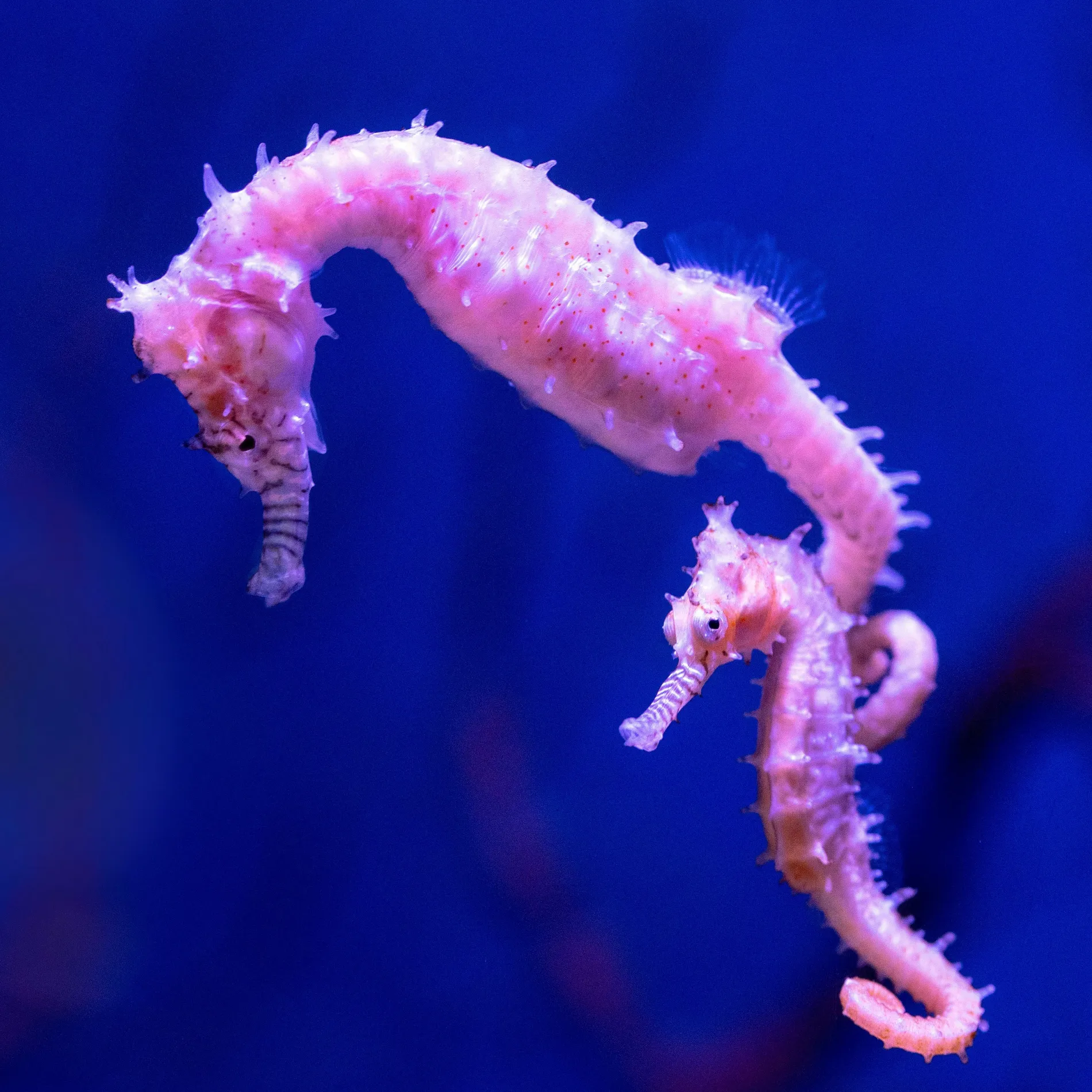 David Clode Zkdtpqga4li Unsplash