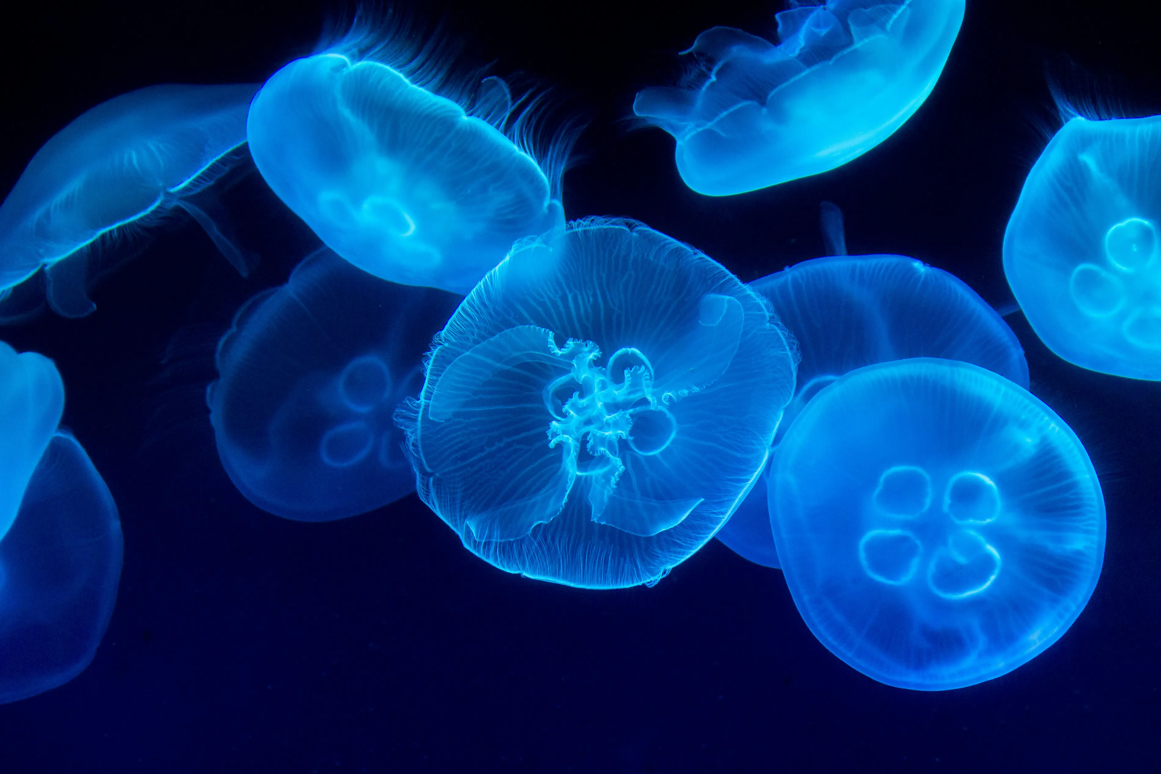 Moon Jelly 1
