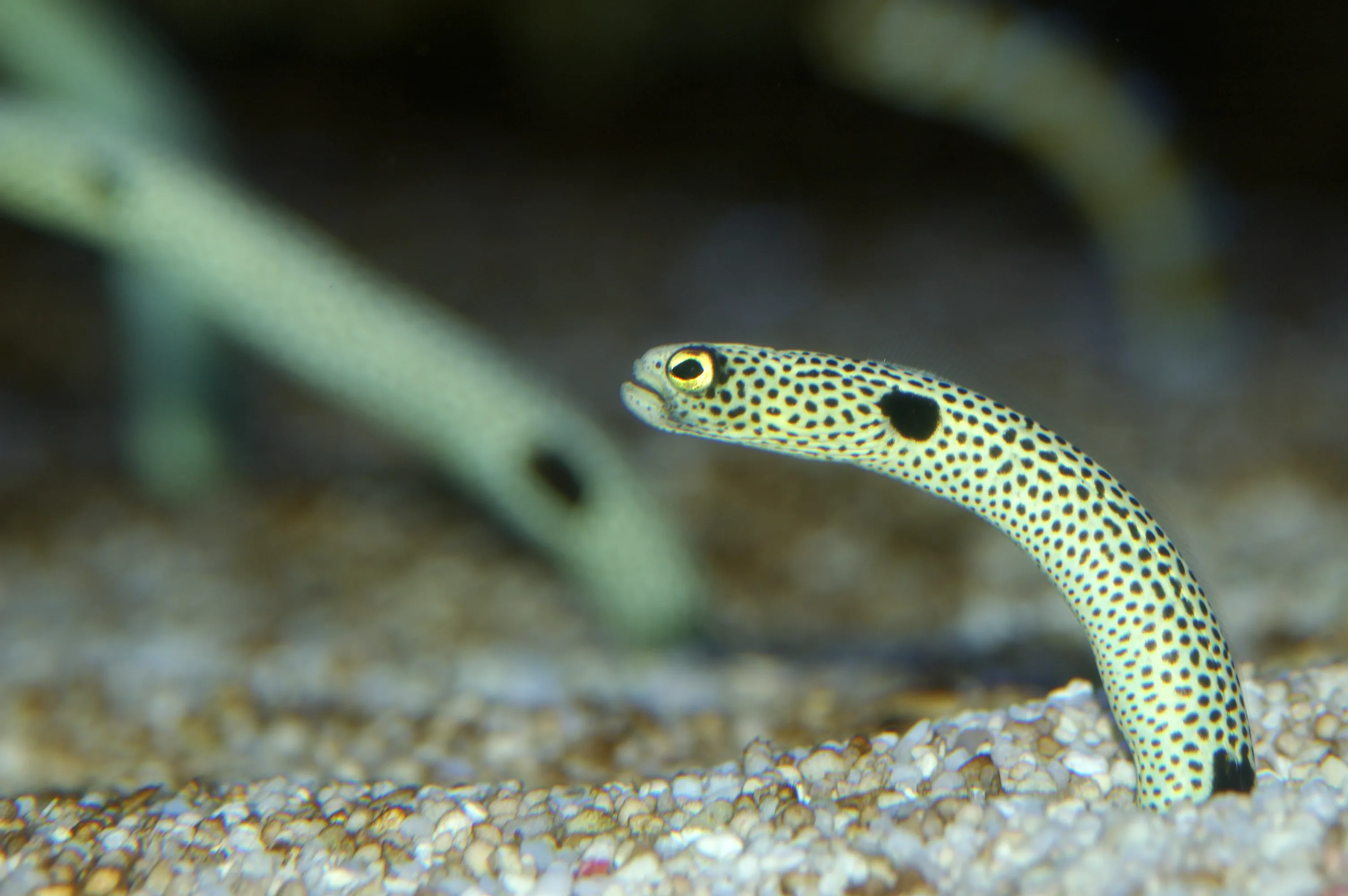8787 Garden Eels Heteroconger Hassi 2