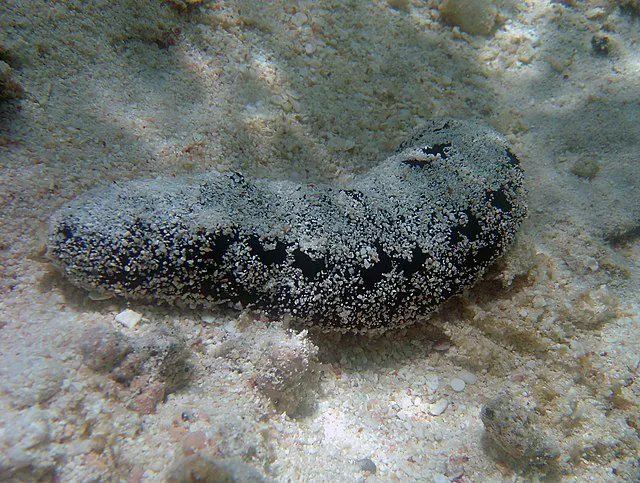Sea Cucumber Holothurian On Guam