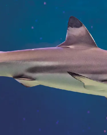 Star Creatures of SEA LIFE Malaysia