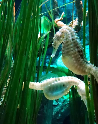 Star Creatures of SEA LIFE Malaysia