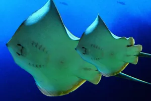 Sea Creatures at SEA LIFE Malaysia
