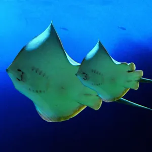 Sea Creatures at SEA LIFE Malaysia