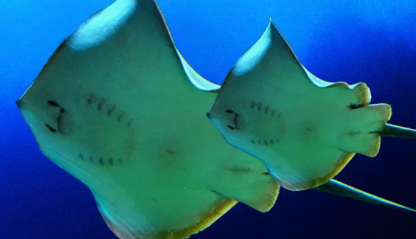 Sea Creatures at SEA LIFE Malaysia