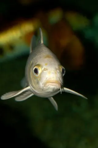 Small 8618 Carp Cyprinus Carpio 2 1