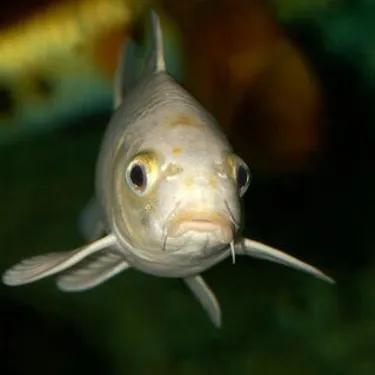 Conbeable Carps Explore Rainforest Creatures at SEA LIFE Malaysia