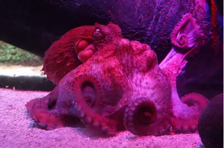 Octopus at SEA LIFE Malaysia