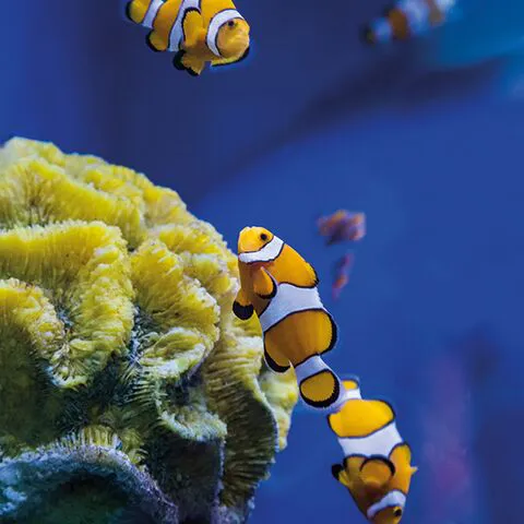 Small 9608 2 Clownfish Live In Family Groups Of Parents And Their Offspring Cropped