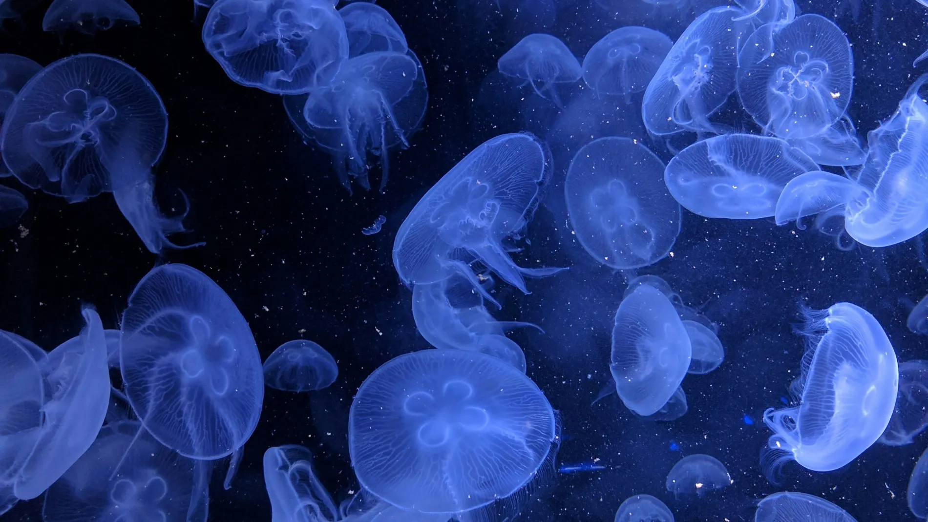 Praveen Thotagamuwa Jeqyv Rumuu Unsplash