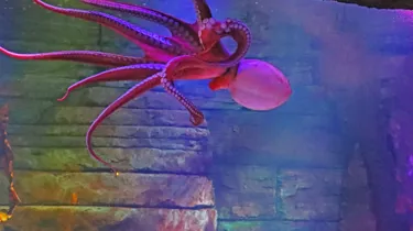 Sea Creatures at SEA LIFE Malaysia