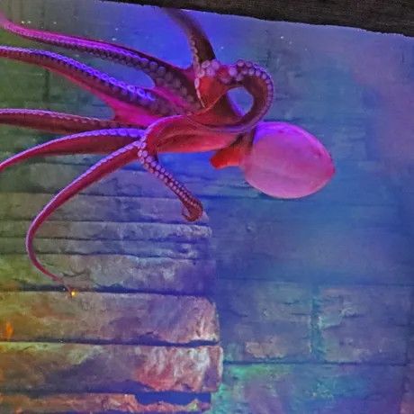 Sea Creatures at SEA LIFE Malaysia