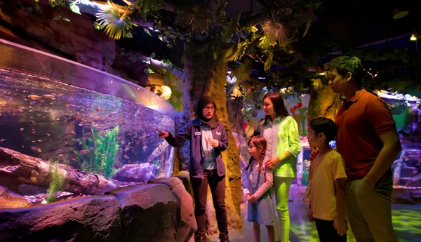 Rainforest