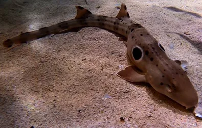 Epaulette Shark at SEA LIFE Malaysia