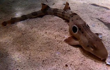Epaulette Shark at SEA LIFE Malaysia