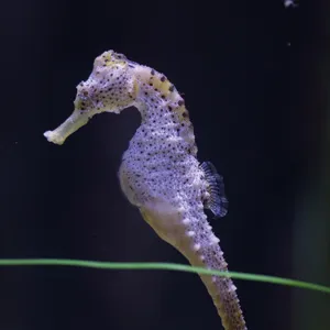 Sea Creatures at SEA LIFE Malaysia