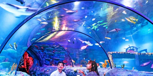 Underwater Dining Experience