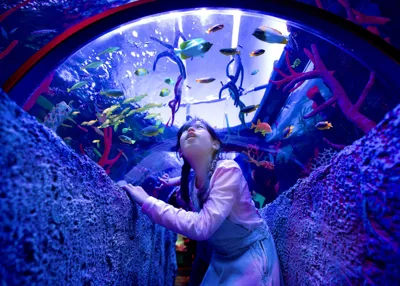 CORAL REEF