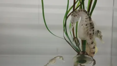 Sea horses in SEA LIFE Malaysia