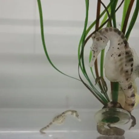 Sea horses in SEA LIFE Malaysia