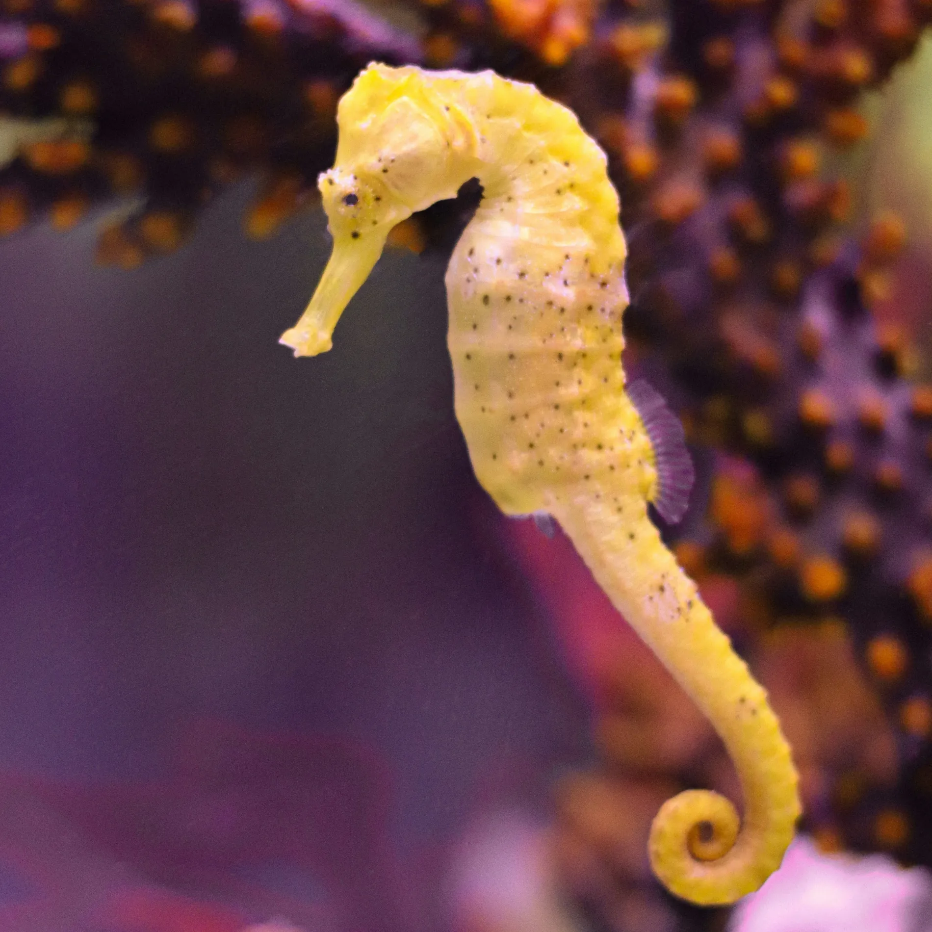 Giulia Salvaterra Oeuxhb Roig Unsplash