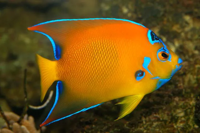 Small 8724 Queen Angelfish Adult Colouration Holacanthus Ciliaris 2