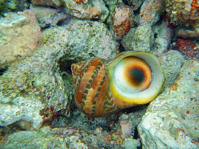 Turbo Snail Petholatus Voavah