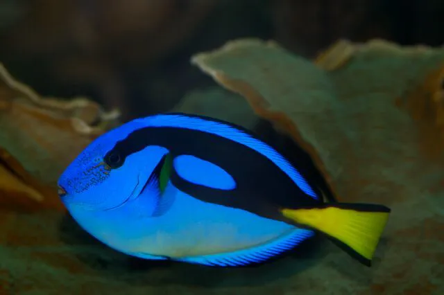 Small 8736 Regal Tang Paracanthurus Hepatus