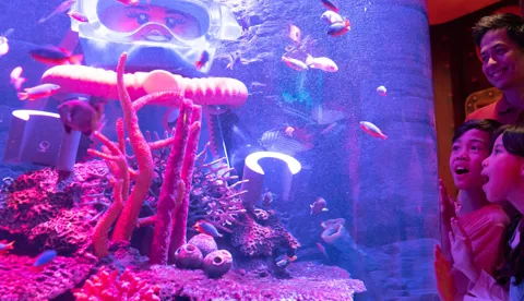 SEA LIFE | Aquarium | LEGOLAND® Malaysia Resort