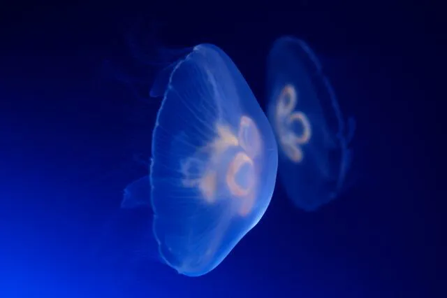 Small 8798 Moon Jellyfish Aurelia Aurita 3