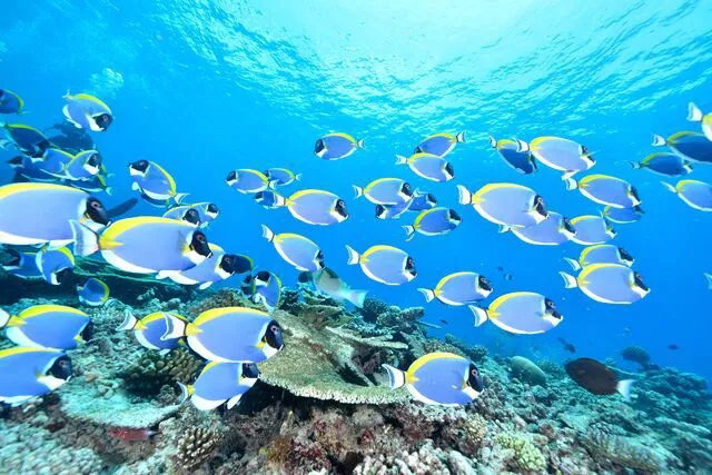 Small 9550 Shutterstock 398158717 Powder Blue Surgeon Fish 1