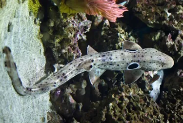 Epaulette Shark at SEA LIFE Malaysia