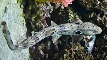 Epaulette Shark at SEA LIFE Malaysia