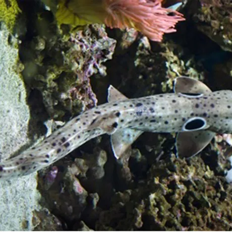 Epaulette Shark at SEA LIFE Malaysia