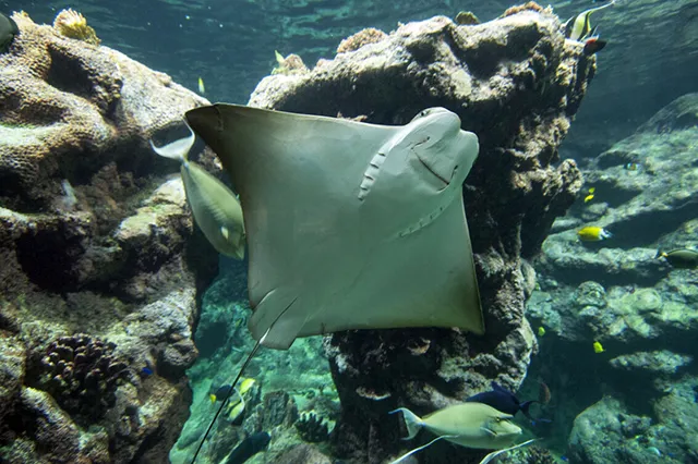 Cownoseray Rhinopterabonasus