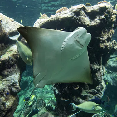 King Ray Insect Discover Rays at SEA LIFE Malaysia Aquarium