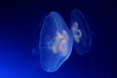 Moon Jellies in SEA LIFE Malaysia