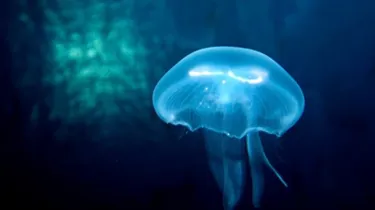 Moon Jellies in SEA LIFE Malaysia