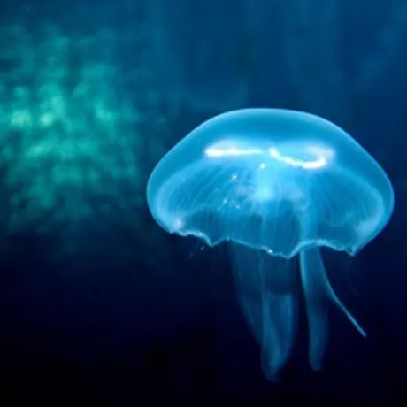 Moon Jellies in SEA LIFE Malaysia