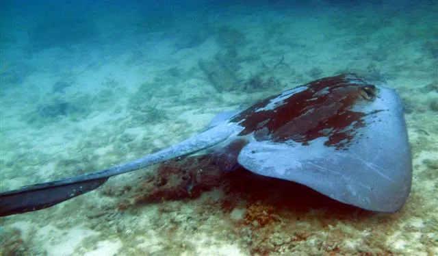Cowtailstingray Pastinachussephen