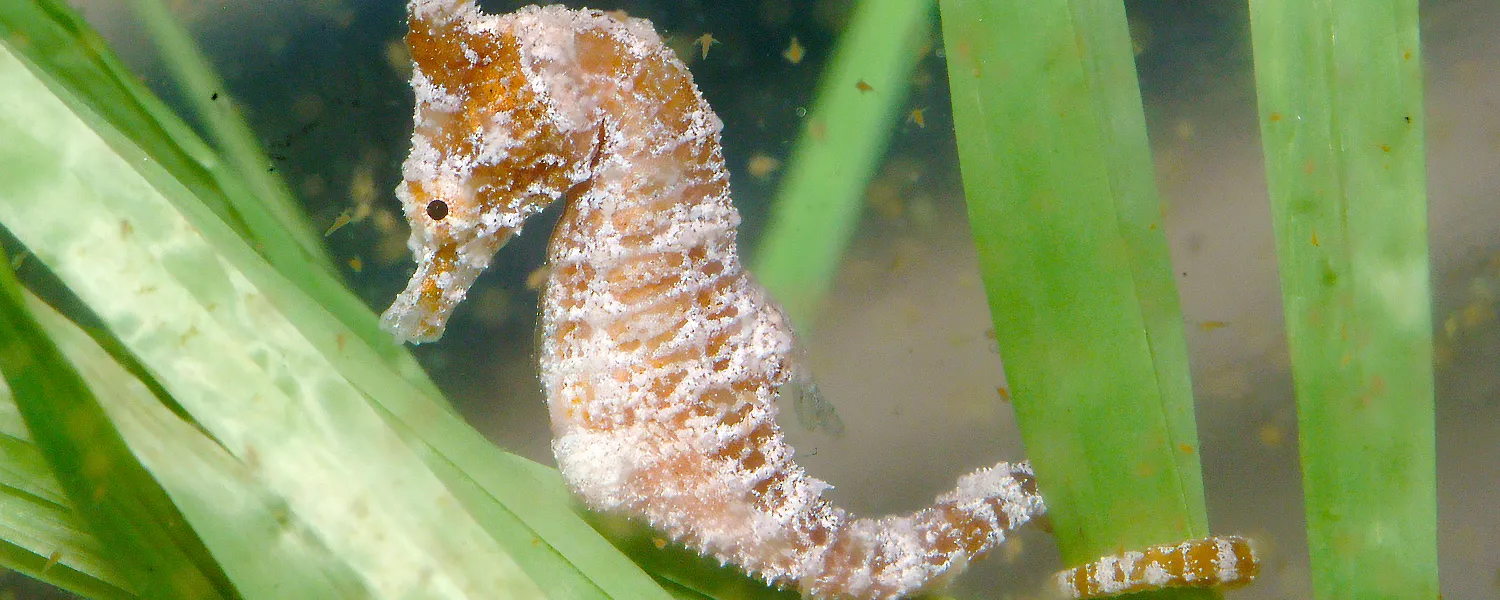 Star Creatures of SEA LIFE Malaysia