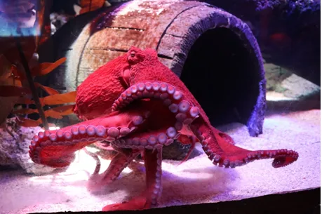 Octopus at SEA LIFE Malaysia