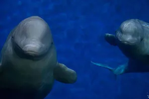 Beluga Whales