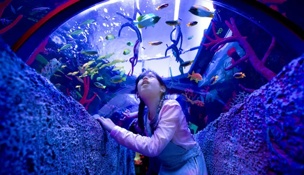 SEA LIFE at LEGOLAND Malaysia Resort