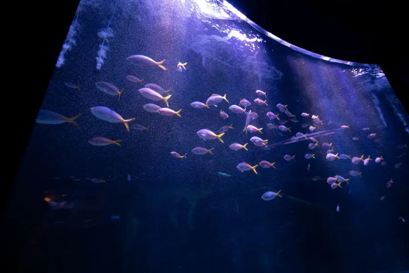 Shoalin Fish Shoaling Ring Experience Zone | SEA LIFE Malaysia
