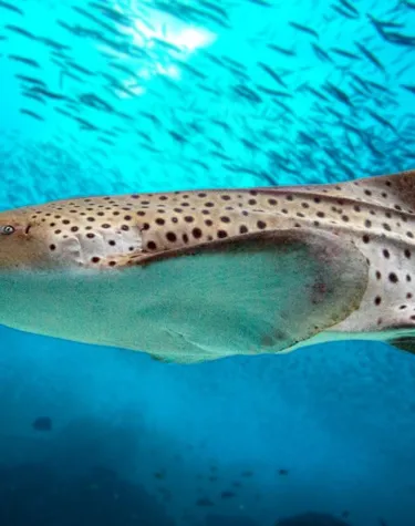 Star Creatures of SEA LIFE Malaysia