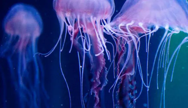Sea Creatures at SEA LIFE Malaysia