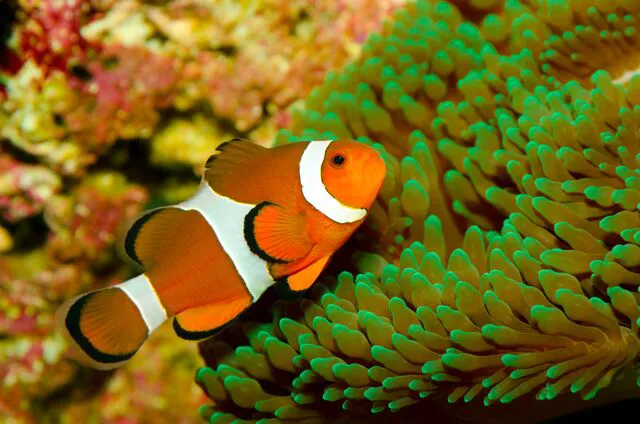 Small 10582 Clownfish With Anemone